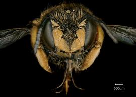  Fig 1,nbsp; Anthidium manicatum nbsp;female face, photo: Jeni Sidwell 
